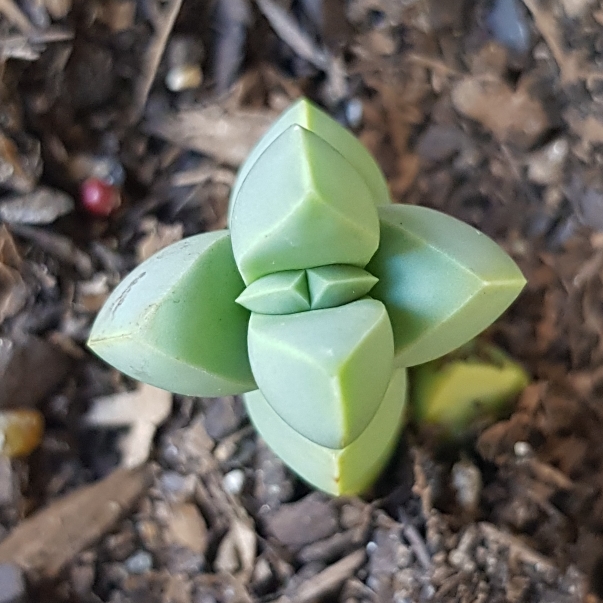 plant image 878796