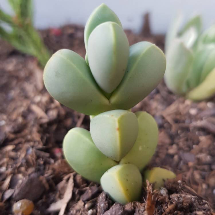 plant image 878797