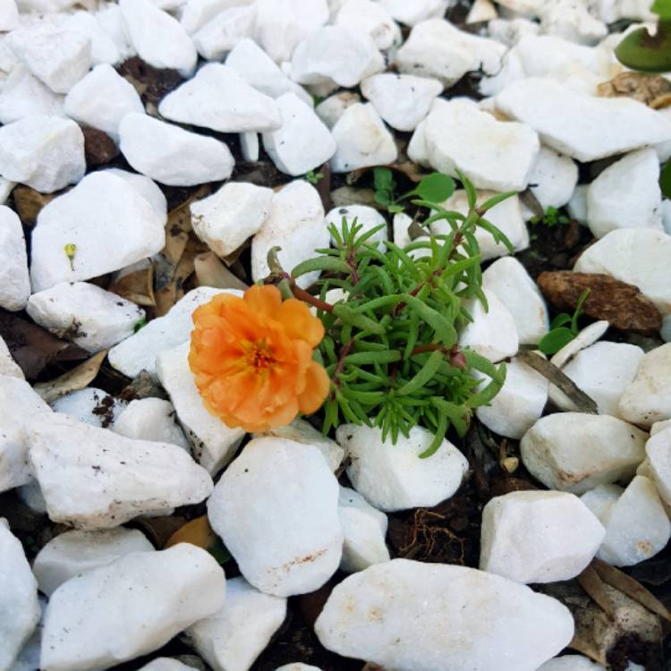 plant image 884695