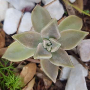 Graptopetalum Paraguayense subsp. Bernalense