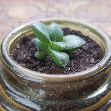 Crassula 'Springtime'