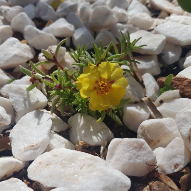plant image 886780