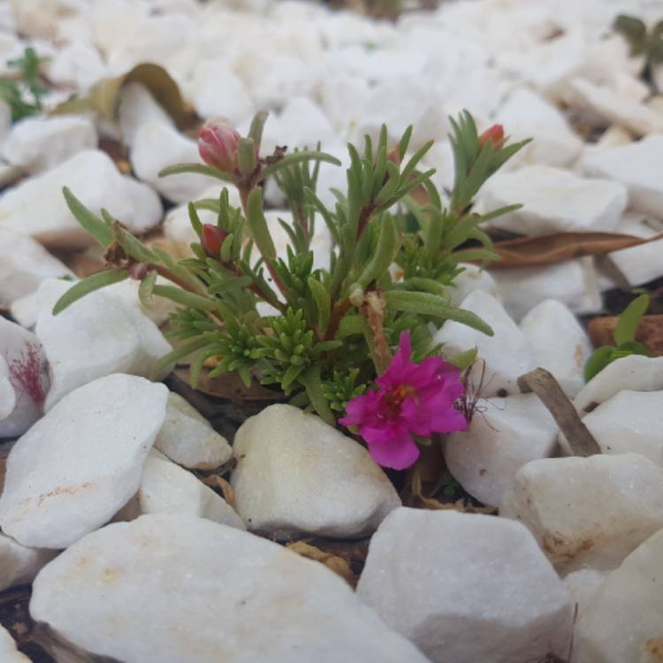 plant image 889101
