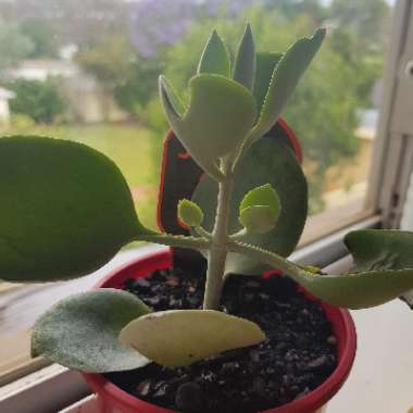 Kalanchoe Bracteata