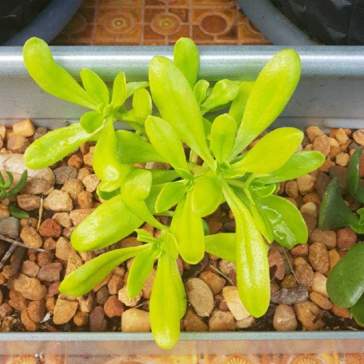 plant image 922029