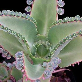 Plant image Kalanchoe daigremontiana syn. Bryophyllum daigremontianum