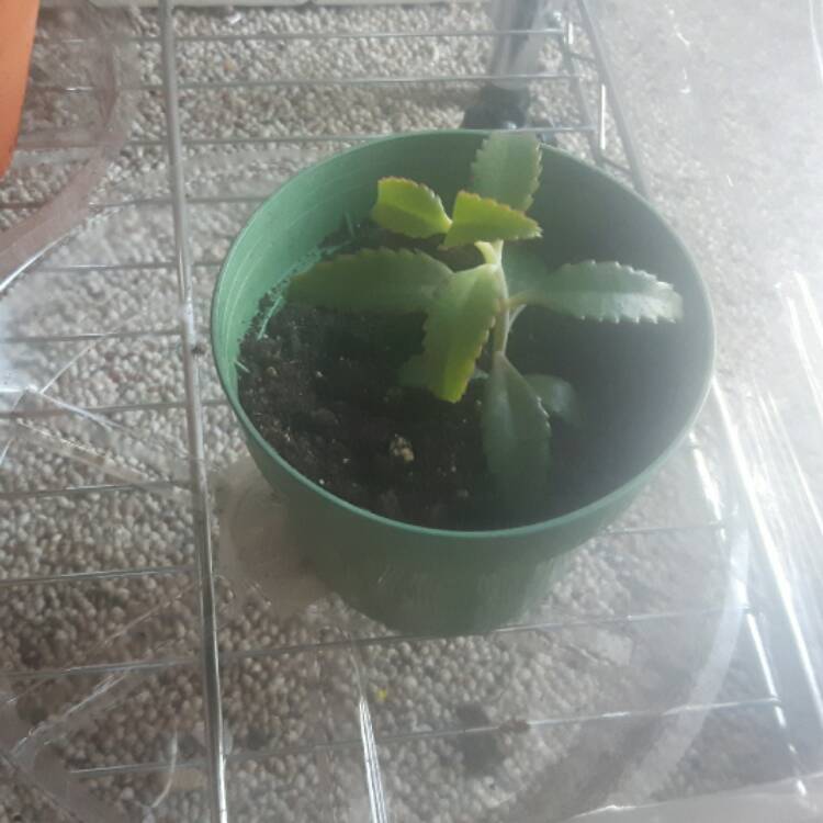 plant image 319525 plant image 319525