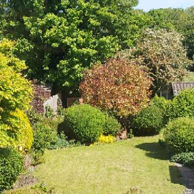 Maria's garden