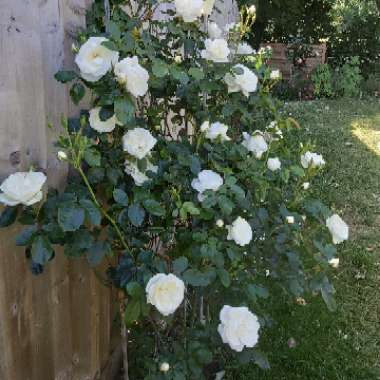 Maria's garden