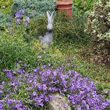 Maria's garden