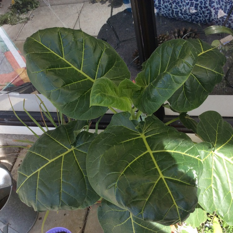 Plant image Solanum betaceum