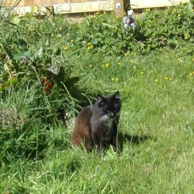 Joyce's garden