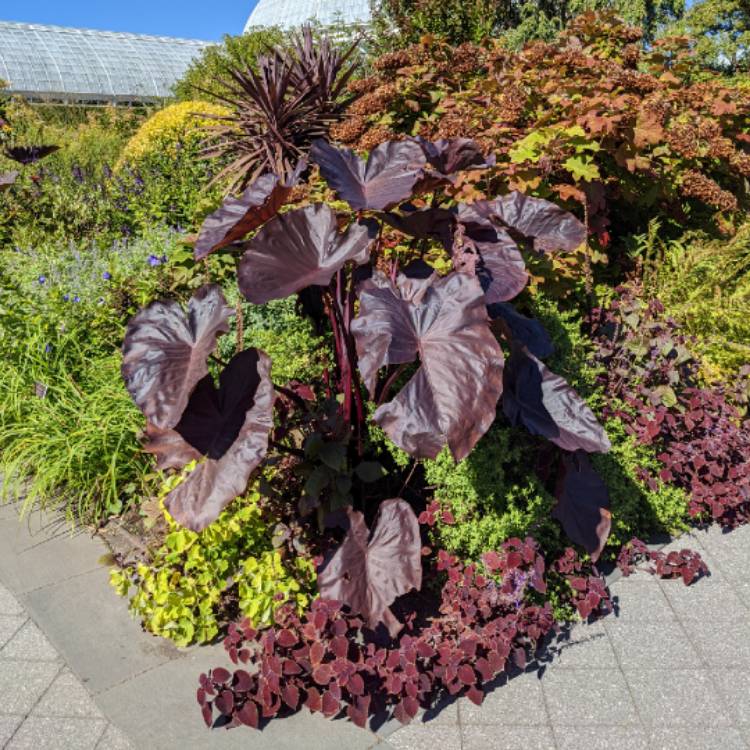 Plant image Colocasia esculenta 'Tea Cup' syn. Colocasia esculenta 'Coffee Cups'