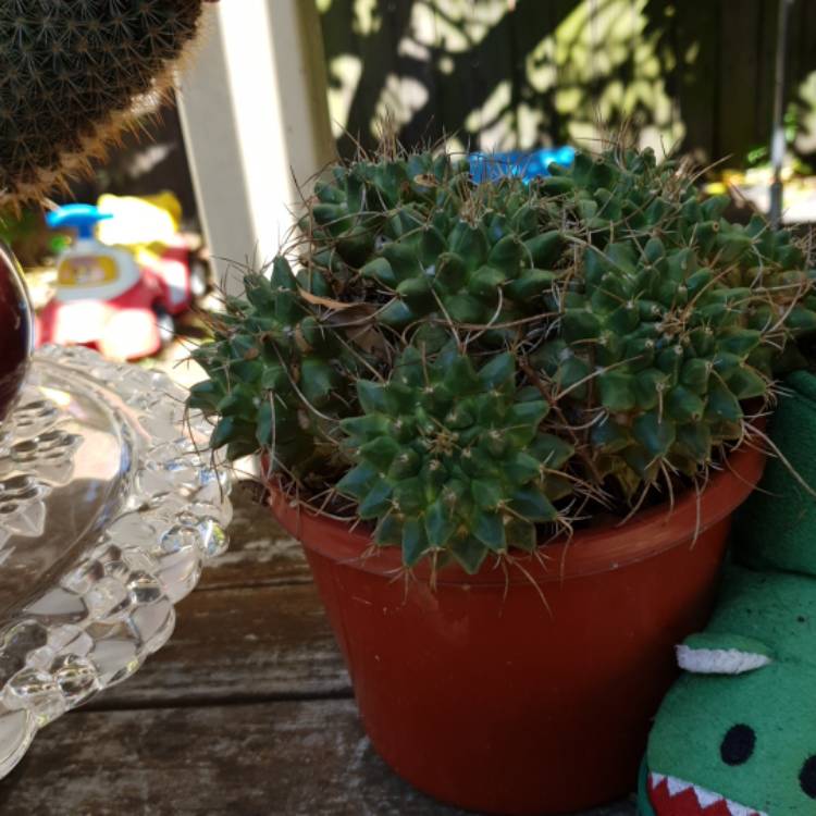 plant image 900968
