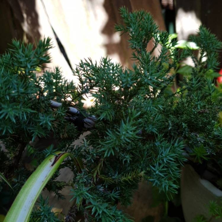 plant image 901003