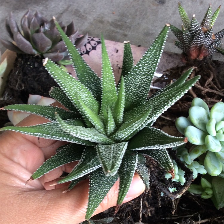 Plant image Haworthiopsis attenuata var. radula syn. Haworthia attenuata var. radula, Haworthia radula