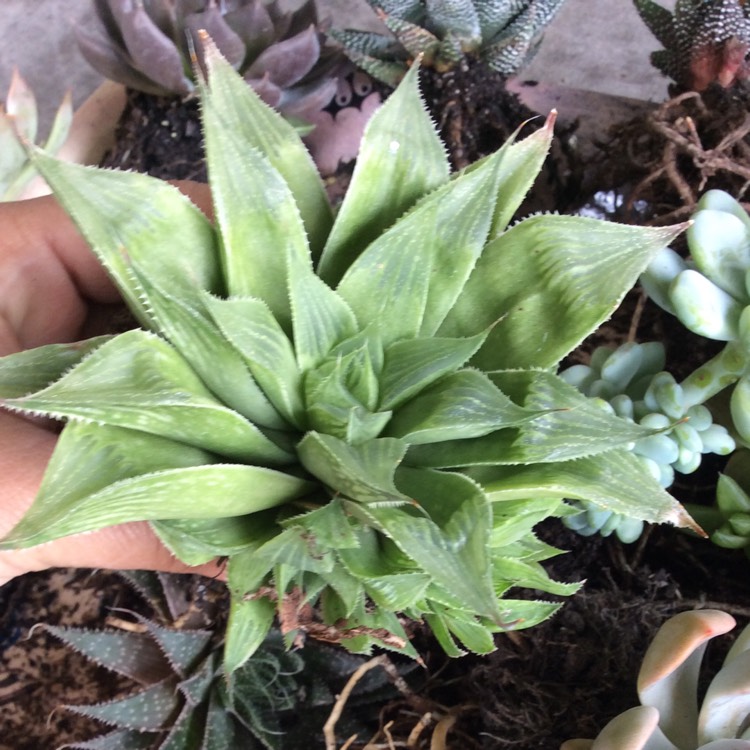 Plant image Haworthia retusa 'White Ghost'