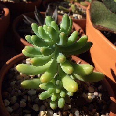 Sedum Lucidum Obesum