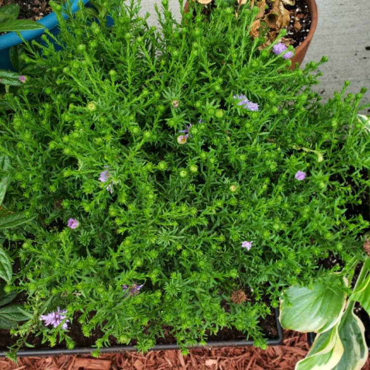 plant image 1153646