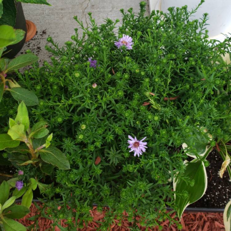plant image 1153650