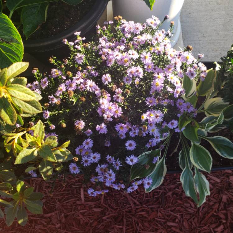 Plant image Aster oblongifolius 'Raydon's Favorite'