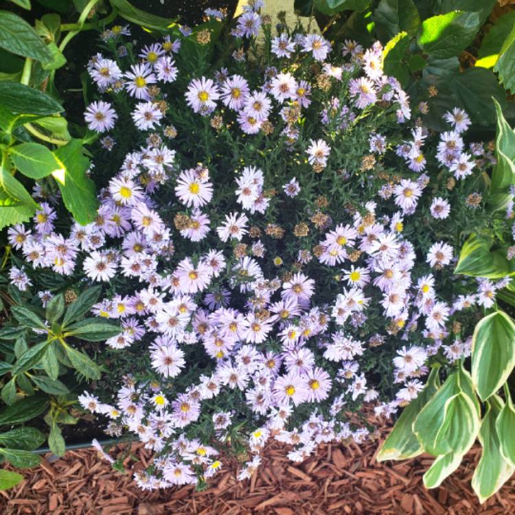 Plant image Aster oblongifolius 'Raydon's Favorite'