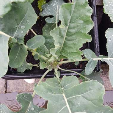 Brassica oleracea (Italica Group) 'Purple Sprouting'