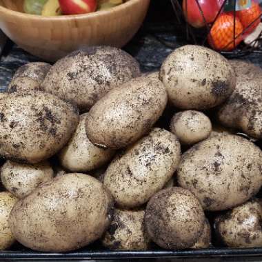 Solanum tuberosum