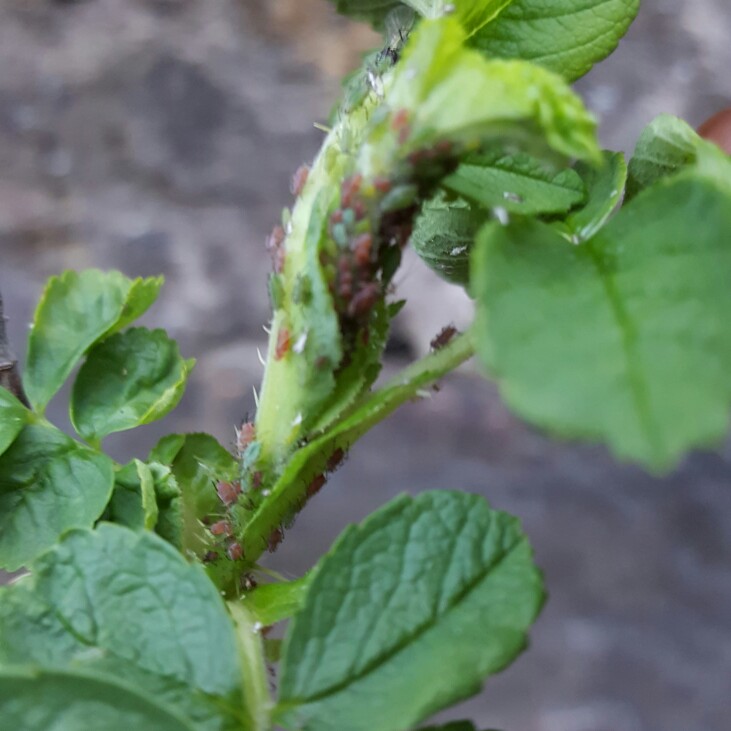 Plant image Rosa rugosa 'Alba'