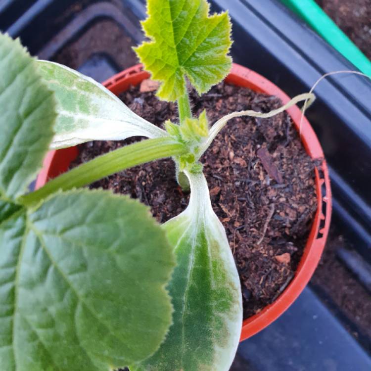 plant image 1281532 plant image 1281532