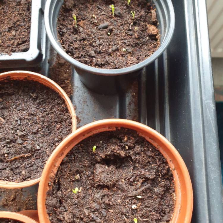 plant image 1451770