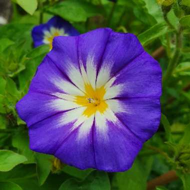 Ipomoea purpurea 'Star Of Yalta'