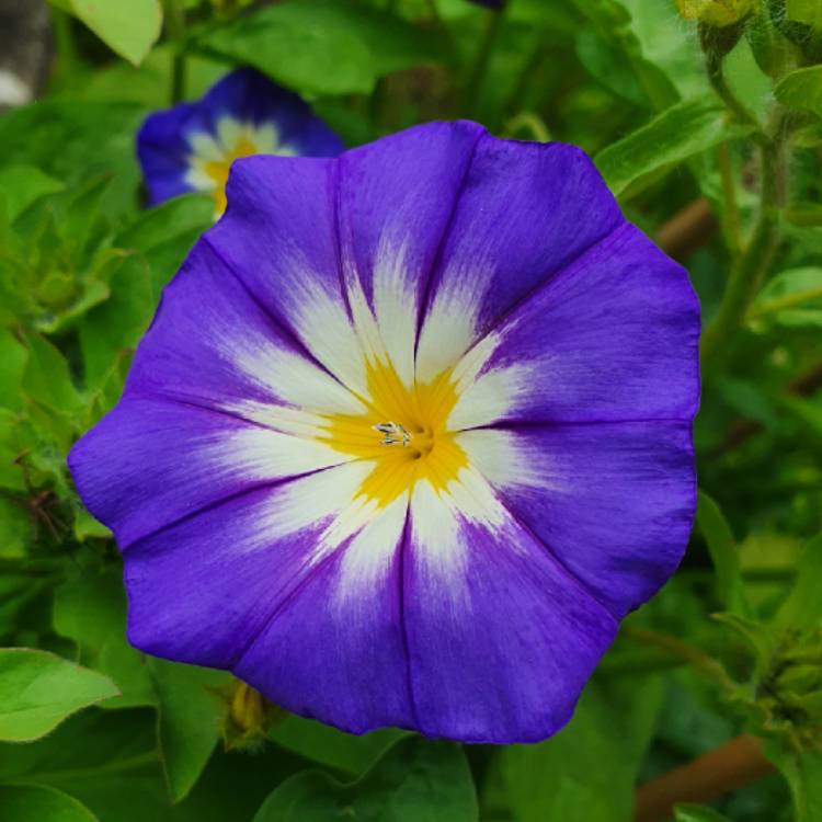 Plant image Ipomoea purpurea 'Star Of Yalta'
