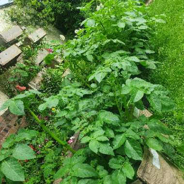 Solanum tuberosum