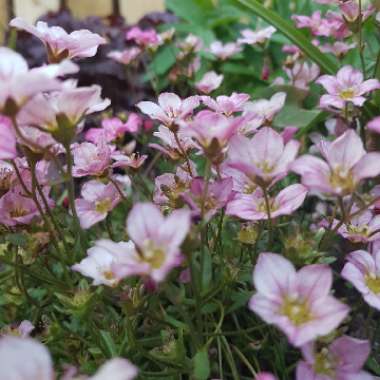 Saxifraga