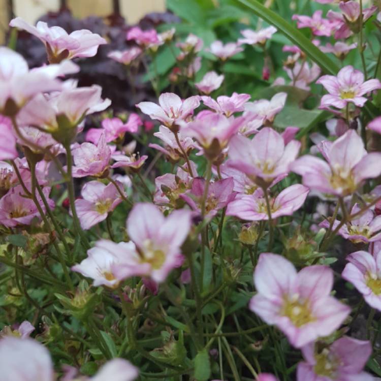 plant image 685226