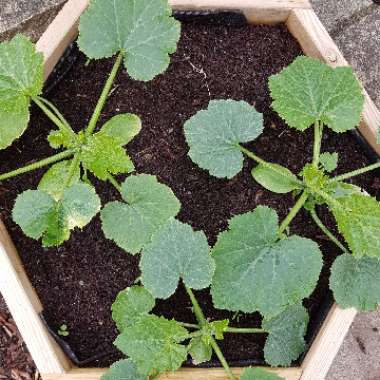 Cucurbita Pepo var. Cylindrica