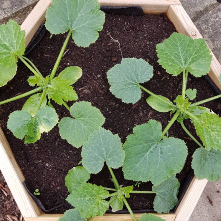 plant image 727960 plant image 727960