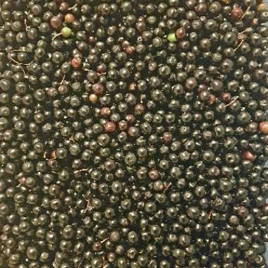 Sambucus nigra