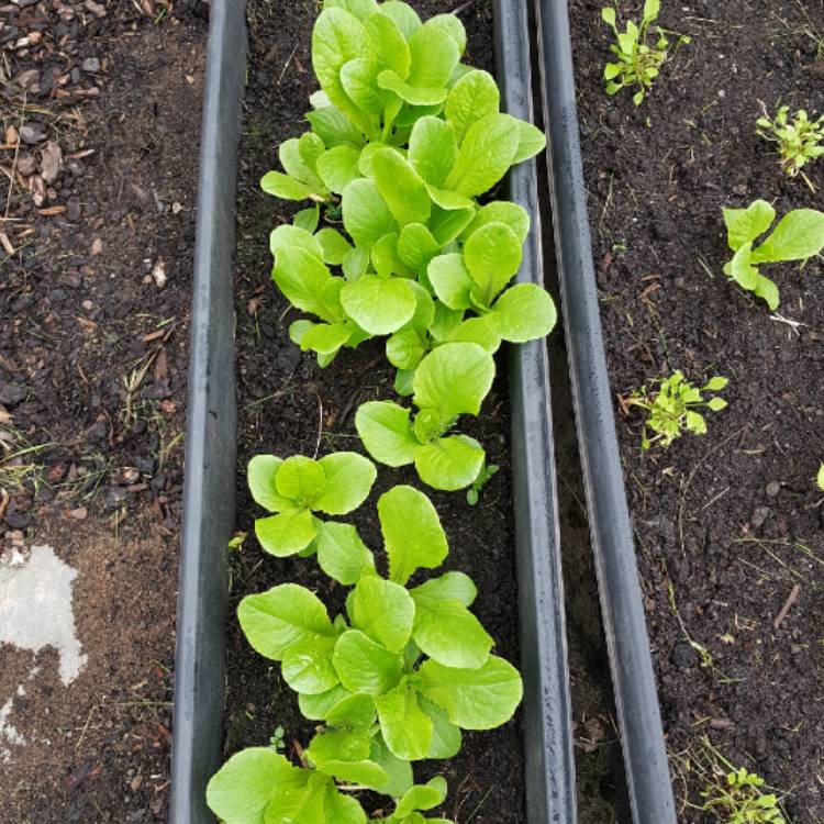 Plant image Lactuca sativa 'Winter Density'