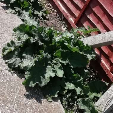 carla 's garden