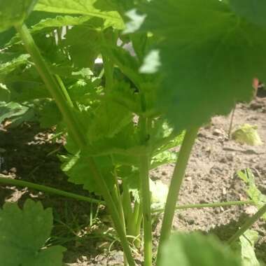 Pastinaca sativa