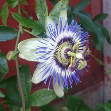 Passiflora caerulea