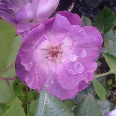 Rosa 'Blue For You' syn 'Pacific Dream'