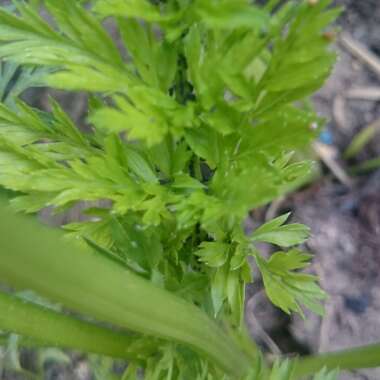 Daucus carota subsp. sativus 'Royal Chantenay'