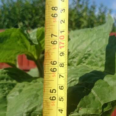 Helianthus annuus 'Russian Giant'