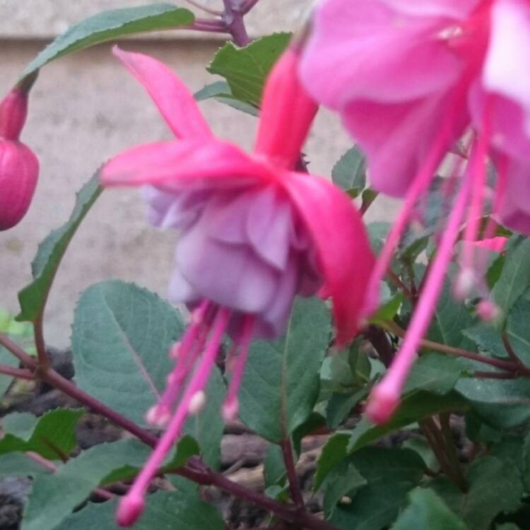 Fuchsia 'Heidi Anne', Fuchsia 'Heidi Anne' - uploaded by @EMC425