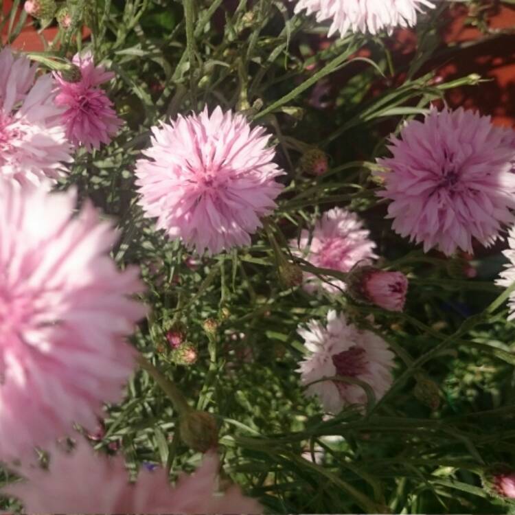 plant image 450295
