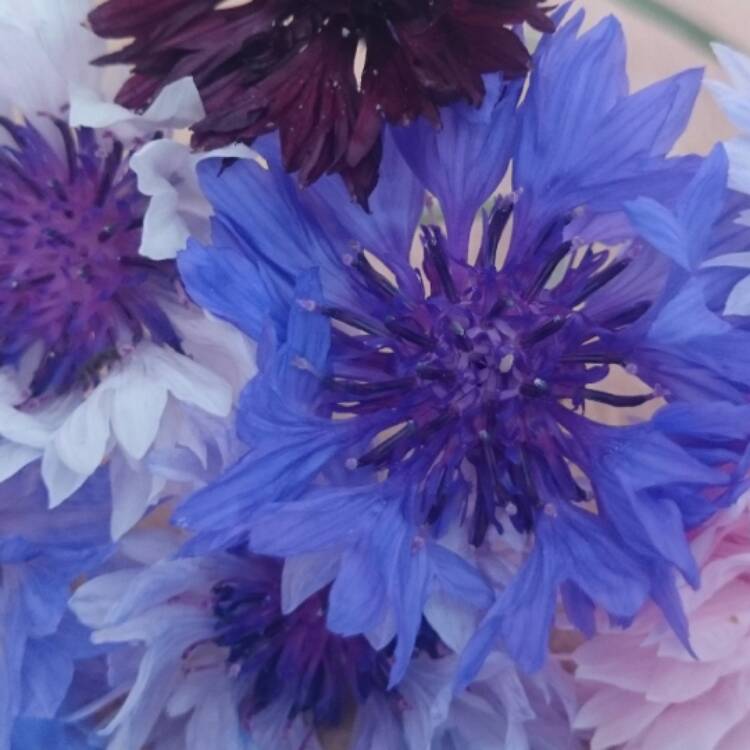 plant image 456495