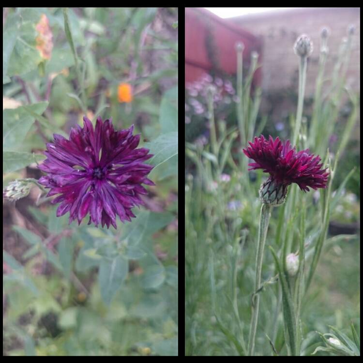 plant image 457711